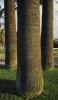 Tree Trunks