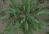 Dew