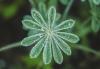 Blue Lupin