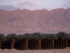 Date Palms under Moab - Arava, 1997