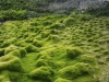 Grass - Haifa, 2003