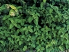 Leaves - Beit Guvrin, 2002