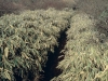 Path - Hakone, 1995