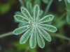 Blue Lupin - Herzlia, 2002