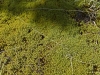 Green Carpet - Naked Mountain, 2011