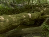 Fallen Tree - Crabtree Falls, Virginia, 2011