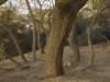 Trees - Nachal Zin, 2010