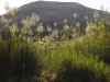 Eyn Saharonim - Ramon Crater, 2010