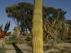 Cactus garden at Kibbutz Sde Boker, Negev, 2010