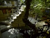 Figtree and stairway