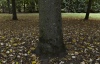 Tree and leaves