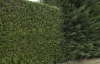 Hedge