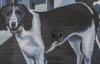 Painted dog