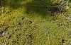 Green Carpet
