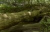 Fallen Tree