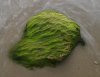 Seaweed