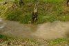 Stream