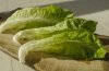 Lettuce
