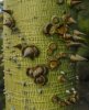 Thorns