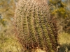 Cactus at sunset - Arizona, 2004