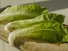 Lettuce - Herzlia, 2004