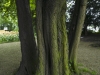 Tree - Dusseldorf, 2004