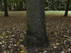 Tree and leaves - Solesmes, River Sarthe, France, 2011