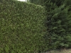 Hedge, Solesmes, France, 2011