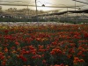 Flowers - Sde Nitzan, March, 2015