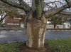 Tree - Kfar Saba, 2014