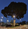 Tree - Herzlia, April 2019