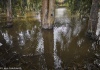 Pond
