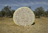 Cotton Bale