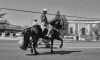Horse & rider