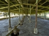 Poultry Shed