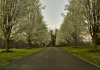 Trees - Earlysville, Virginia, March 2024