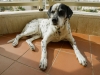 Dali, our cool dog - Herzlia, 2004