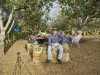 Picnic