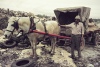 Man and his horse