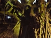 Shadow on cactus - Bet Jamal, 1979