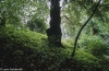 Tree - Hamburg, 1994