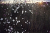 Cosmos flowers - Gauteng, 1972
