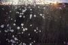 Cosmos flowers - Gauteng, 1972