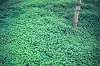 Tree and Clover - Haifa, 1976