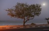 Tree - Dead Sea, 2009
