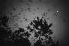 Moon & Birds