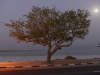 Tree - Dead Sea, 2009