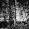 Pine needles and fence, Maale Hachamisha - 1986