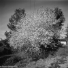 Almond tree, Maale Hachamisha - 1986