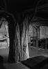 Tree Tree